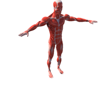 Male Muscles - rig